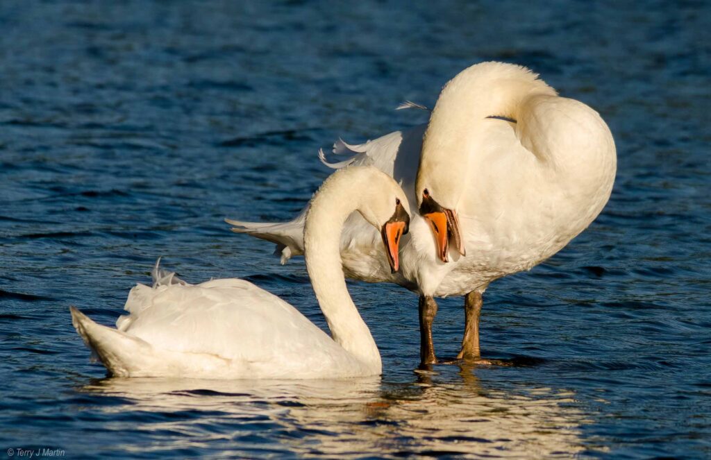 Two Swans in the water