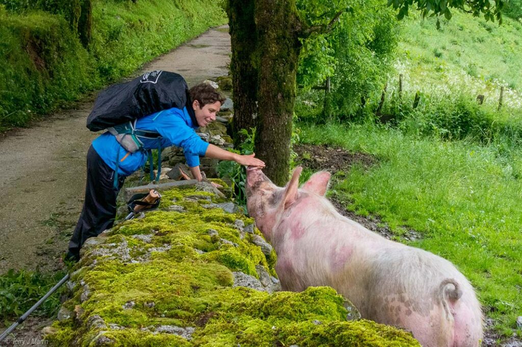 Individual petting a pig