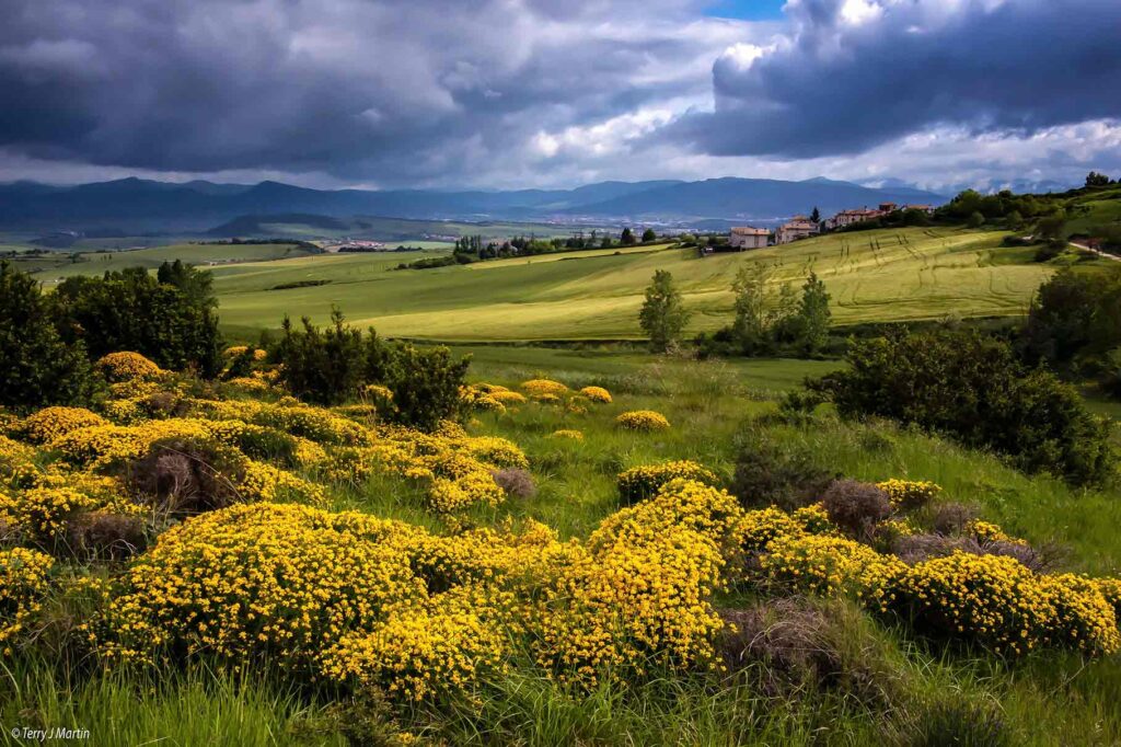 Yellow Wildflower Bonanza near El Alto del Perdon