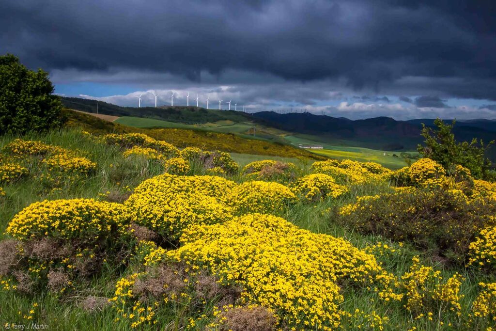 Wildflower Bonanza near El Alto del Perdon 2