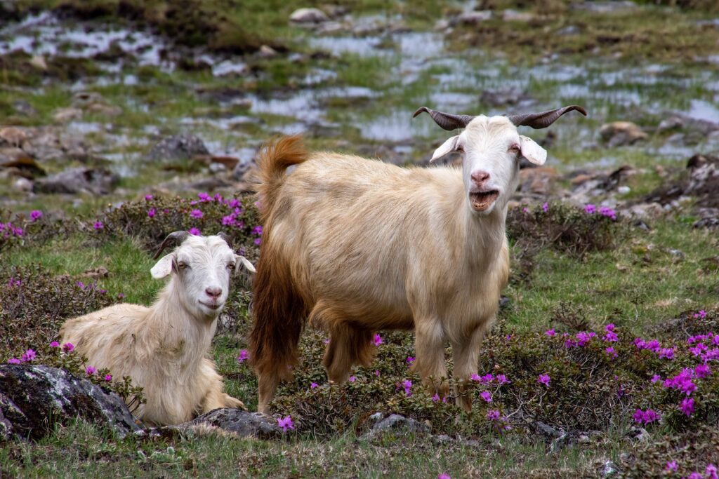 Two goats encountered along the Gosainkund Trek in Nepal