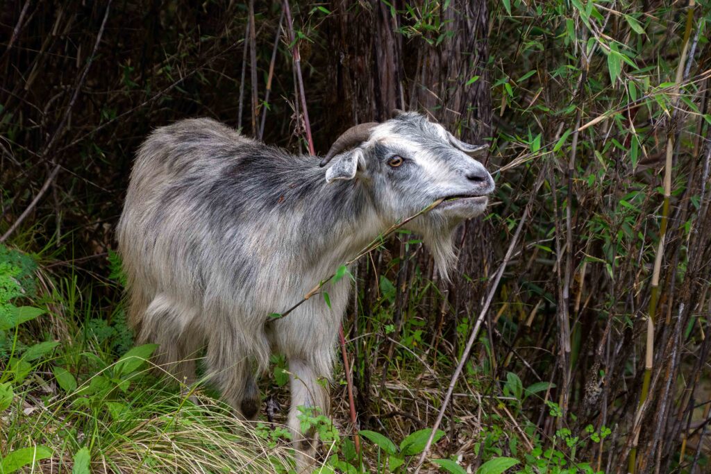 One goat encountered along the Gosainkund Trek in Nepal