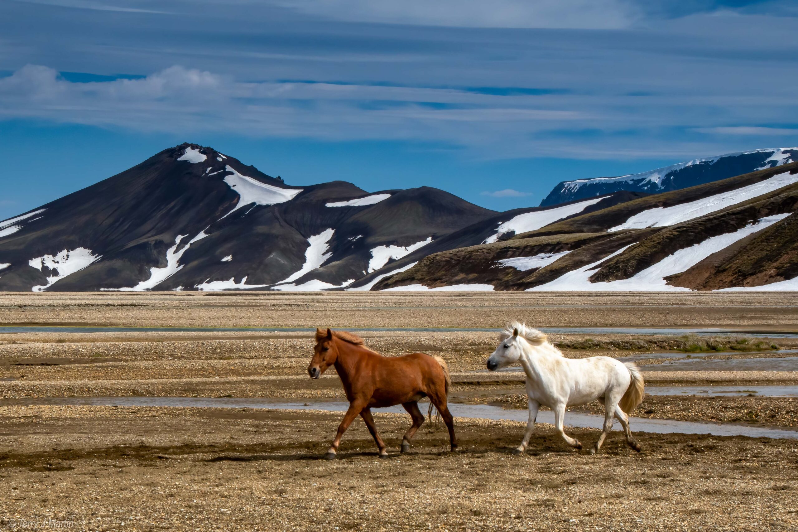 Two horses trotting in Landmannalaugar, Iceland