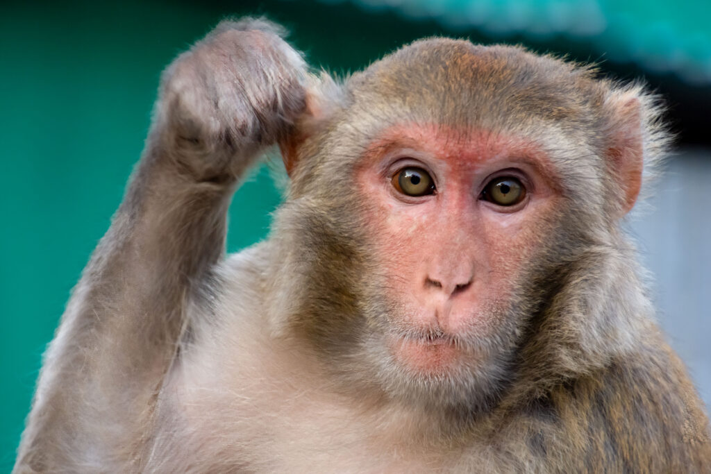 A monkey from the Monkey Temple in Kathmandu looks directly at the camera