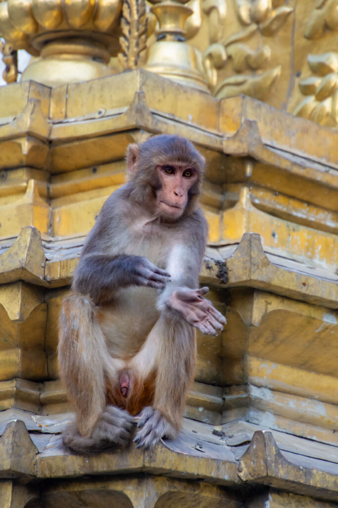 A monkey perched at the Monkey Temple, Kathmandu