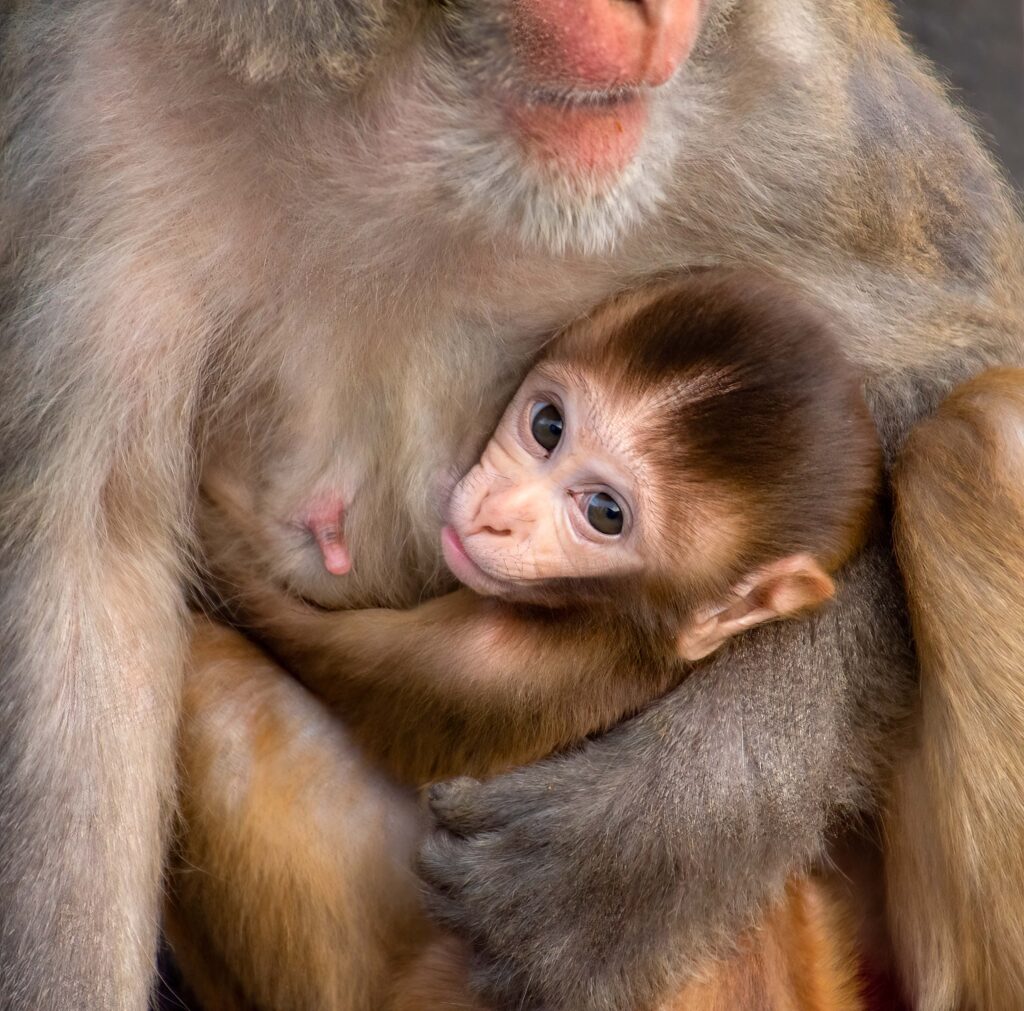 A baby monkey hugging its mother at the Monkey Temple, Kathmandu