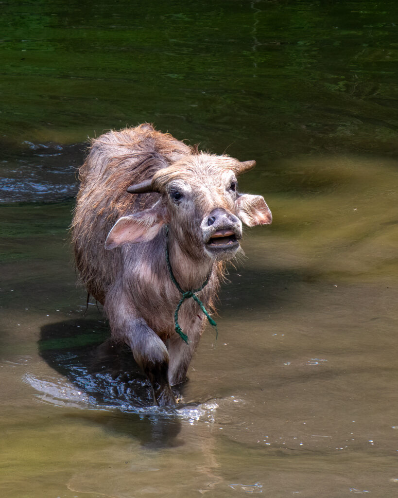 A baby water buffalo, as encountered on the Mardi Himal Trek