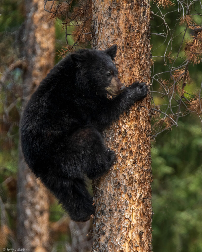 A black bear club climbing a tree