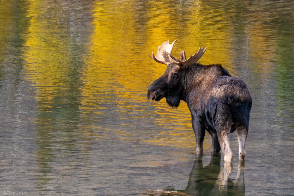 A young bull moose wading in Medicine Lake