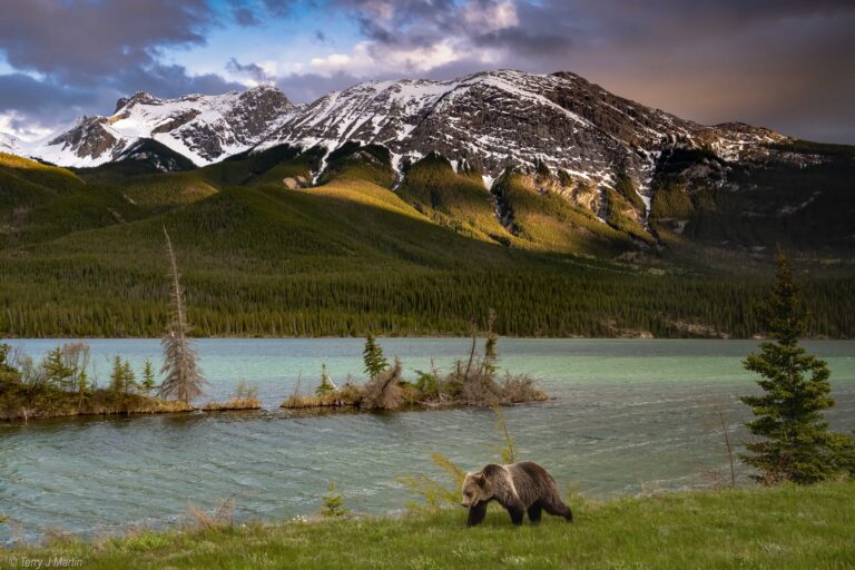 A grizzly bear walks along the river in front of Emir Mountain at Jasper National Park