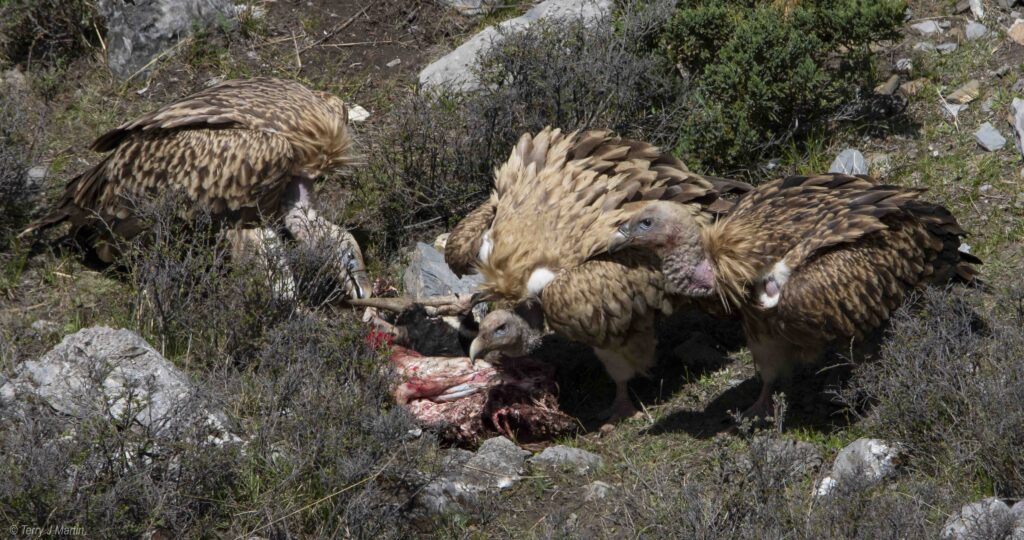 Griffon Vultures on the Annapurna Circuit