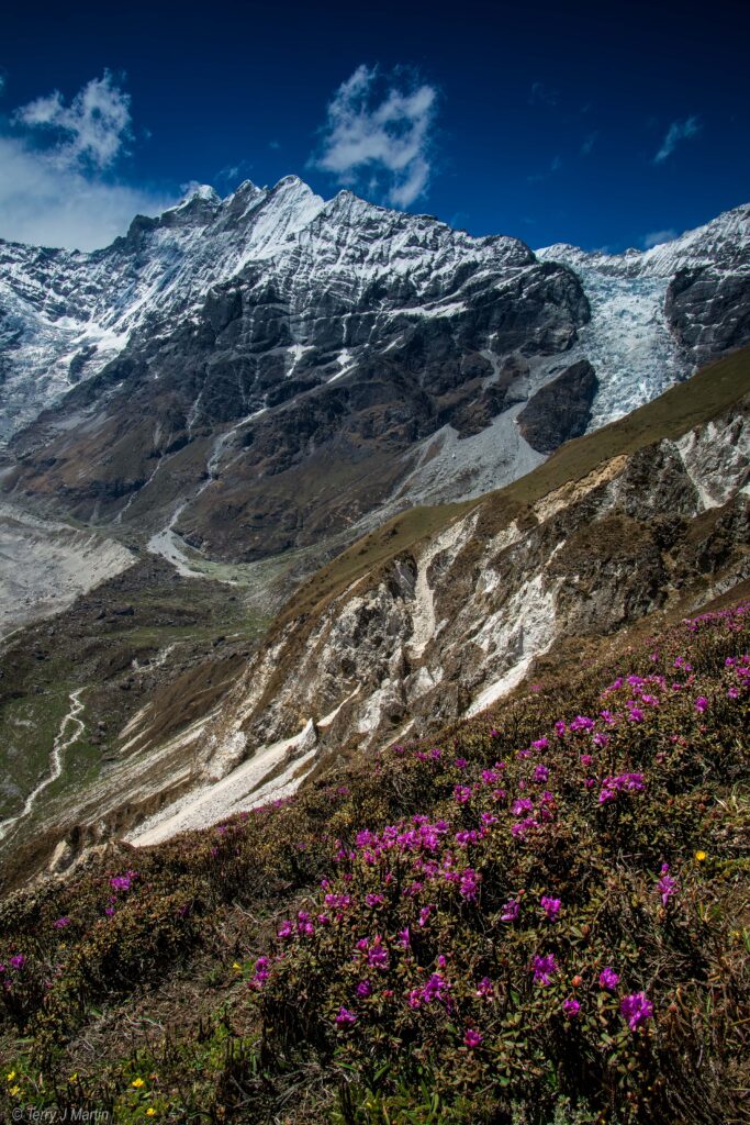 Wildflowers growing alongside the Himalayas