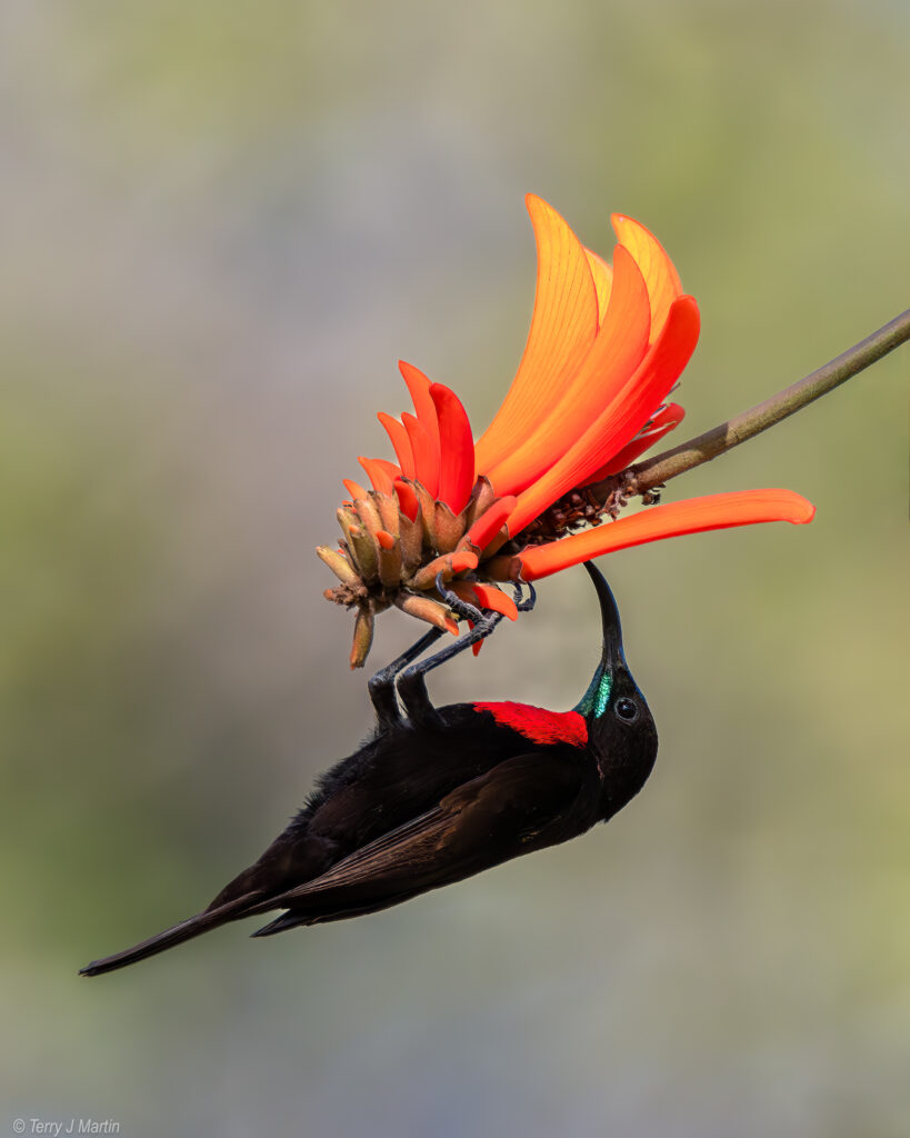 Hunter's Sunbird perched on an orange flower