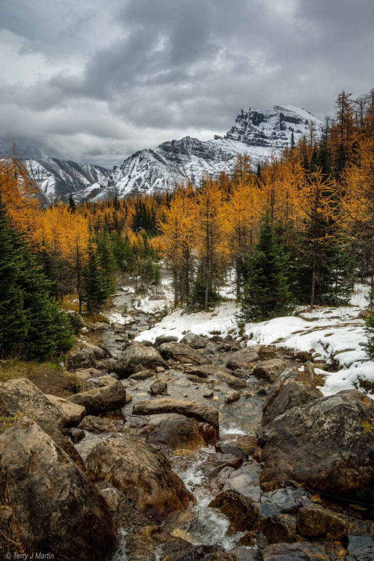 A rocky creek overlooking a yellow and green coniferous forest in Larch Valley, Alberta, Canada