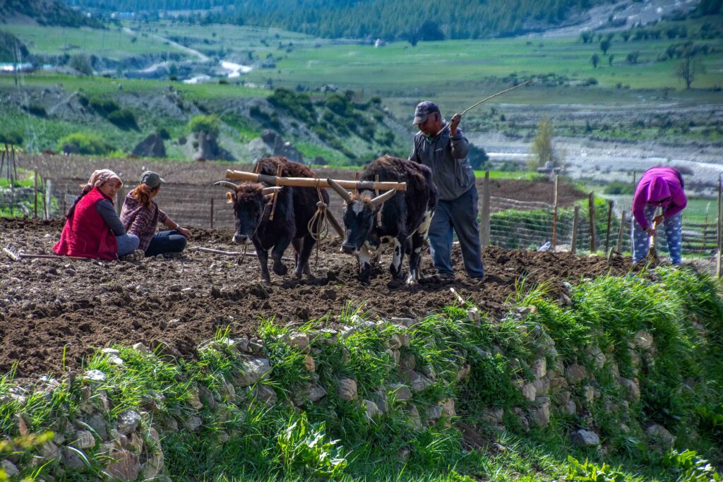 A group of Nepalese farmers practicing their traditional agricultural methods