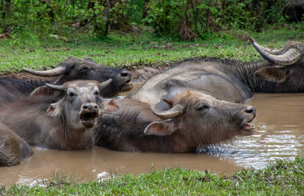 A herd of water buffalo wallow in a stream near the Mardi Himal Trek