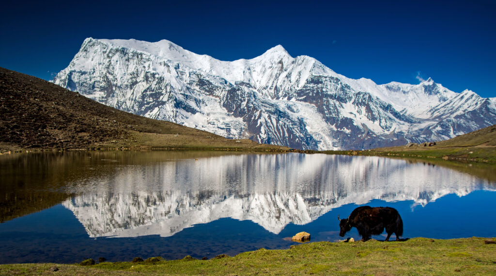 Yak at Lake Tilicho, Annapurna Circuit