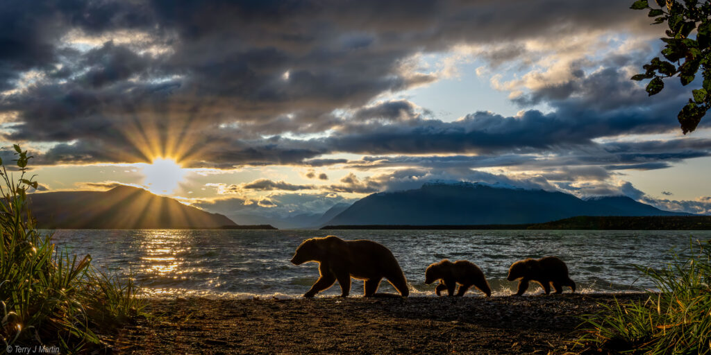 A family of grizzly bears walking along a body of water in Kachemak at sunrise